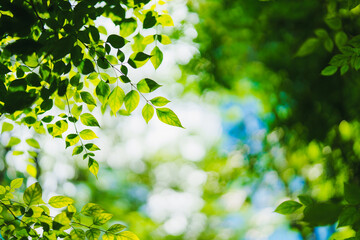 Closeup nature view of green leaf on sunlight with copy space using as background concept