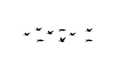 Obraz premium Flying birds silhouettes And Vector illustration.