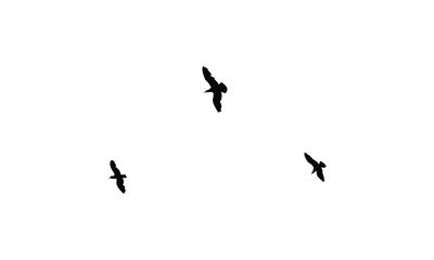 Flying birds silhouettes And Vector illustration.