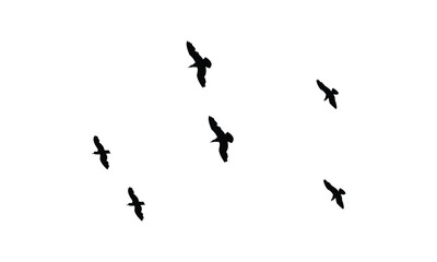 Flying birds silhouettes And Vector illustration.