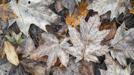 Close-Up of Dry Autumn Leaves with Detailed Textures