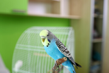 People take care of and play with budgies of the 