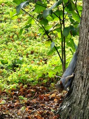 Fototapeta premium squirrel, nature, sun, clear, pictures of animals