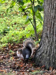 squirrel, nature, sun, clear, pictures of animals