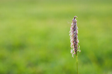 Alopecurus pratensis, field meadow-foxtail, pasture grass