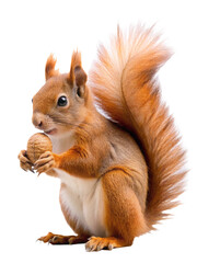 Obraz premium squirrel with nut back view transparent background