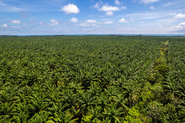 Aerial view of the African oil trees palm in Puntarenas Costa Rica