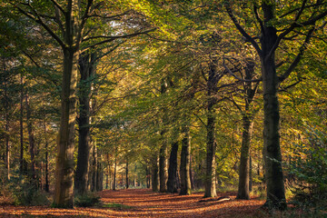 Obraz premium View on the nature during autumn in Mastenbos, Kapellen, Belgium.