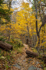 A Hiking Trail in the Blue Ridge Mountains With Fall Colors as the Leaves Change