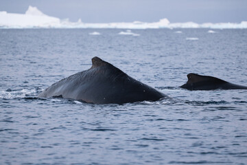 Humpback whale in the Southern Ocean. Antarctica. Mammal