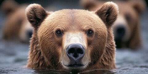 Obraz premium Alaskan Brown Bear Close Up Portrait Wild Animal Nature Photography Fur Eyes Water