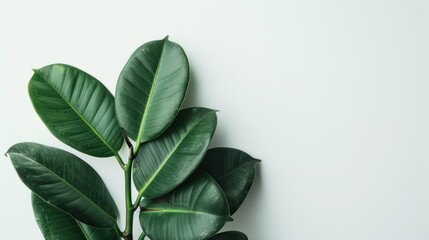 Obraz premium Green leaves of a ficus plant on a white background, close-up.