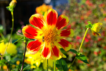 Yellow and red Dahlia Coccinea Cav. flower with bee at Swiss City of Zürich on a sunny autumn afternoon. Photo taken October 28th, 2024, Zurich, Switzerland.