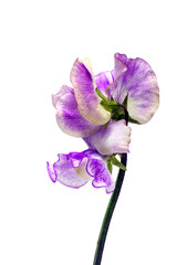 Closeup of Sweet pea Flower Lathyrus odoratus, 'Sir Jimmy Shand' isolated on a white background 