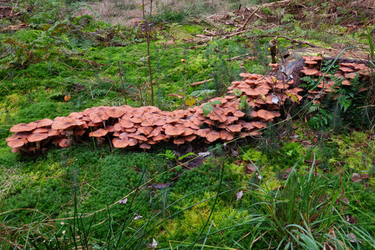 Group of Honey mushrooms following the root of a dead pine tree, probably killed by this plant-pathogenic fungus