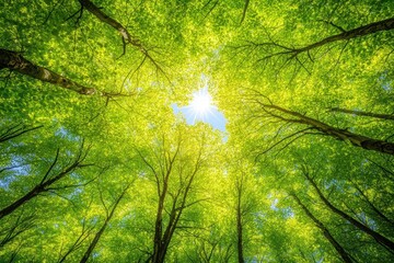 Obraz premium Majestic view from below of a green forest canopy with sunlight streaming through the leaves, showcasing the beauty and tranquility of nature.
