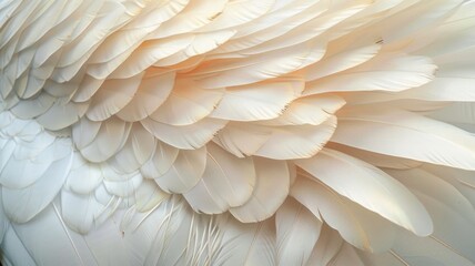 Elegant feather texture background for creative design projects