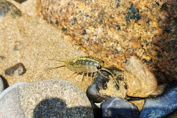 ligia italica. close up of a sea flea or sand hopper (Talitrus saltator) on the sea sand background