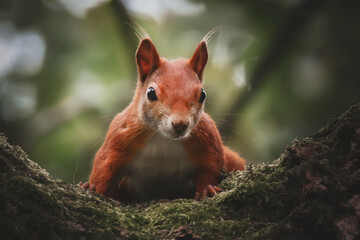 Neugieriges Eichhörnchen im Baum
