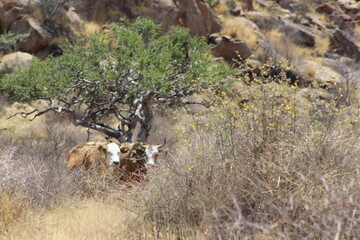 deer in the field