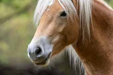 Portrait, braunes Pferd mit heller Mähne