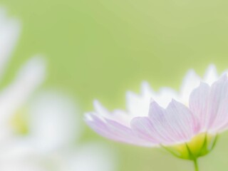 Fototapeta premium 秋の公園や花壇を彩るコスモスのある風景。背景。自然風景素材。