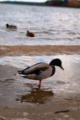 many ducks and geese on the lake shore near the water