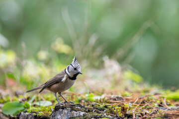 crested tit (Parus cristatus) resting on old mossy stone wall