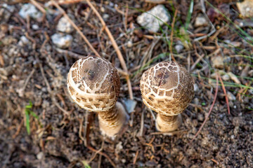 Close-up of Parasol Mushroom (Macrolepiota procera) in Natural Habitat