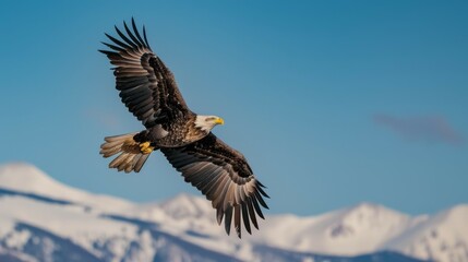 Obraz premium Majestic eagle soaring high. Bald eagle in flight, symbolizing freedom, power, and the untamed wilderness. Snow-capped mountains form a stunning backdrop.
