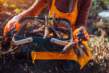 Gardener cleaning dahlia tubers after digging out cutting roots using pruner. Farmer prepares plant for winter storage