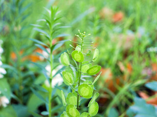 Field yarutka (Thláspi arvénse) plant with seeds on a green background, nature