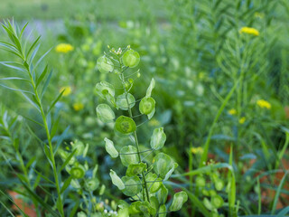 Field yarutka (Thláspi arvénse) plant with seeds on a green background, nature