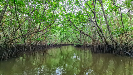 Obraz premium Lush mangrove forest with network of roots extending into the water on Bintan Island, Riau archipelago, Indonesia. Canopy of green leaves creates a tunnel-like effect. Unique Ecosystem South East Asia