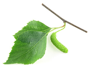 Fototapeta premium Spring birch branch with green leaves and catkins isolated on a white background