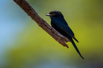 A black shrike perched on a branch