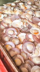 Single Shell Scallop For the background. Fresh food from the sea. Seafood in the restaurant