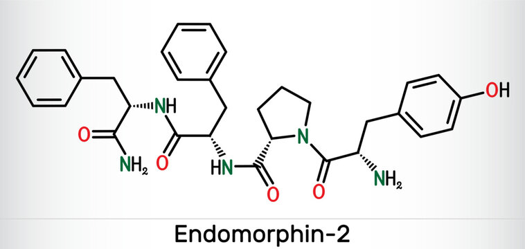 Endomorphin-2 molecule. Natural opioid peptide with analgesic properties. Skeletal chemical formula. Vector