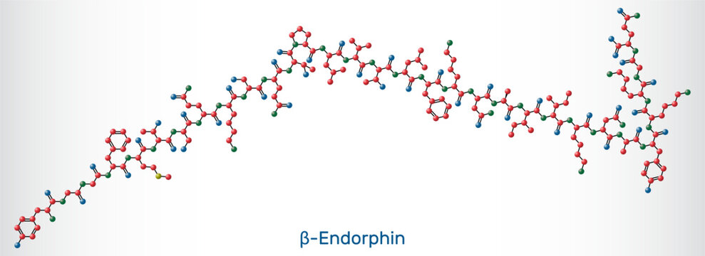 Beta endorphin molecule model. Endogenous opioid neuropeptide and peptide hormone. Sheet of paper in a cage.  Vector illustration