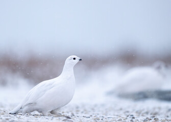 Willow Ptarmigan (Lagopus lagopus), a master of camouflage,  is snowy white in winter and an intricate mix of reds and browns in summer.  In the grouse subfamily Tetraoninae of the pheasant family