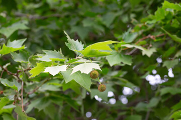 Leaves and fruits of Platanus occidentalis, also known as American sycamore. Leaves and fruits of Platanus occidentalis, also known as American sycamore.