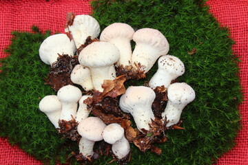 Stäublinge aus dem Wald