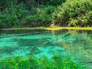 Fototapeta premium Serene magical scene of crystal-clear Saint Naum Springs in National Park Galicica at Lake Ohrid, North Macedonia. Water surface is calm, reflecting vibrant colors of lush green trees and the blue sky