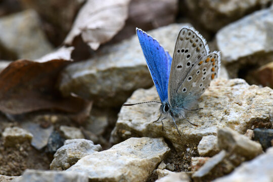 Himmelblauer Bl&auml;uling // Adonis blue  (Lysandra bellargus) - Kopaonik Nationalpark, Serbien