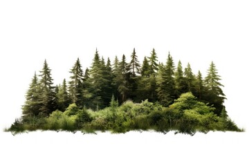 Fototapeta premium Forest vegetation outdoors woodland.