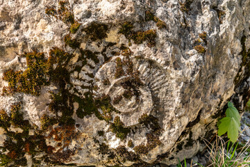 Obraz premium Big aged limestone rock with moss and lichens on the surface and a huge imprint of a fossil ammonite in the middle.