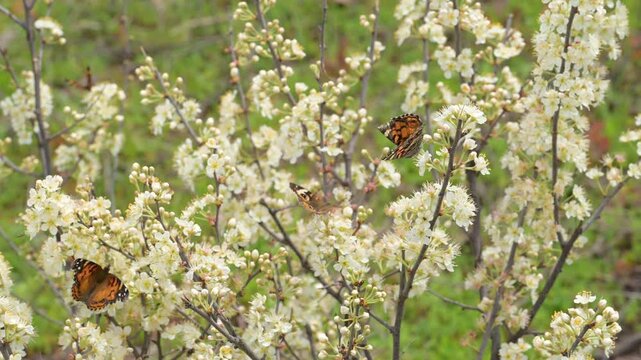 Slow motion of American Ladies, a Buckeye and a Checkerspot butterfly with other small pollinators feeding on nectar of wild cherry flower clusters