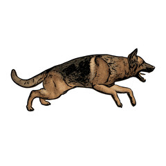 Fototapeta premium German Shepard dog animal vector ilustration isolated design on white background 
