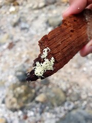landscape around the active sulfur crater