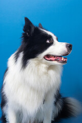 Black and white border collie profile portrait on blue background